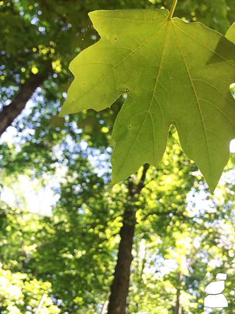 Turkey Run State Park, Maple Leaf