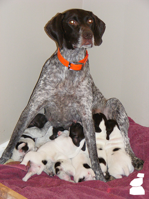 BabyDoll and Puppies