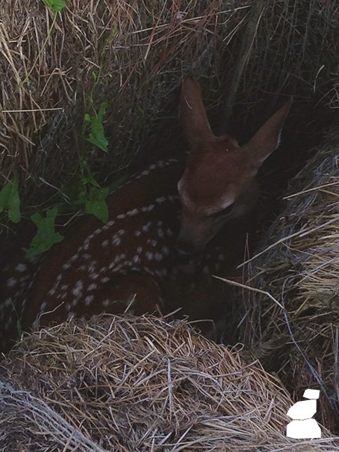 Fawn