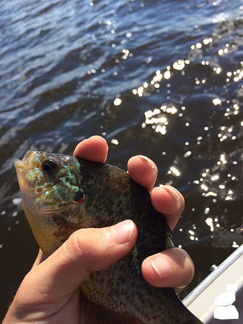 Camden Holding Panfish