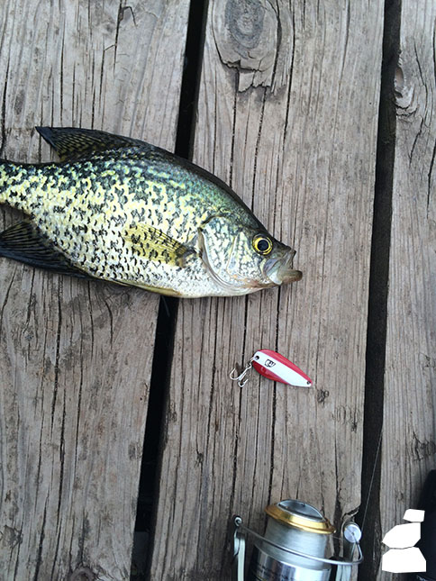 Black Crappie and Lure
