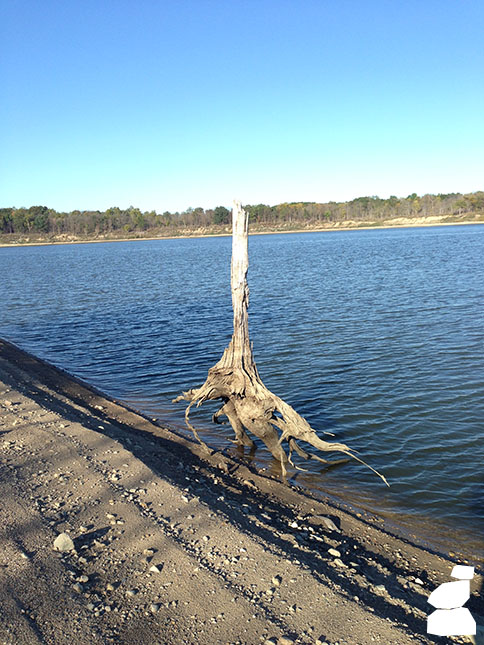 Interesting log on Beach