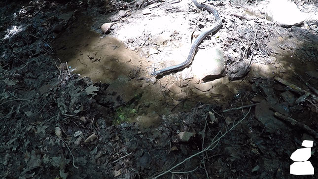 Black Rat Snake