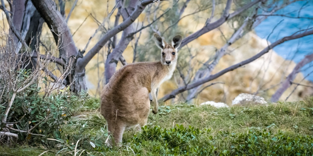 Kangaroo in Australia