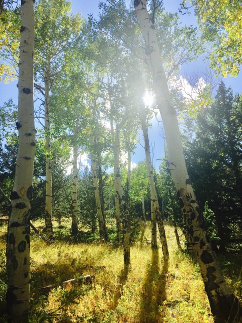 Sun shining through Aspen forest