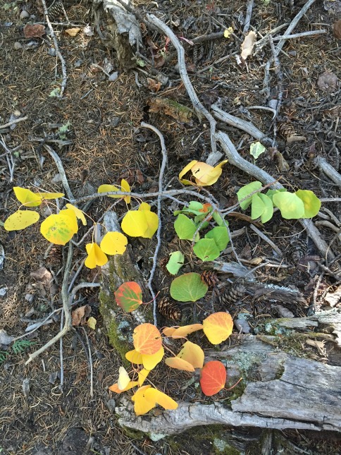 Aspen Tree Suckering