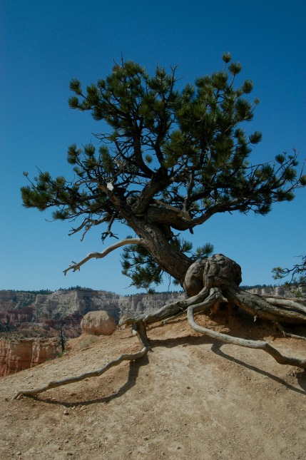 Lone Tree in Utah