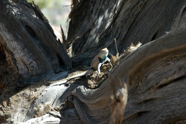 Lizard in Utah