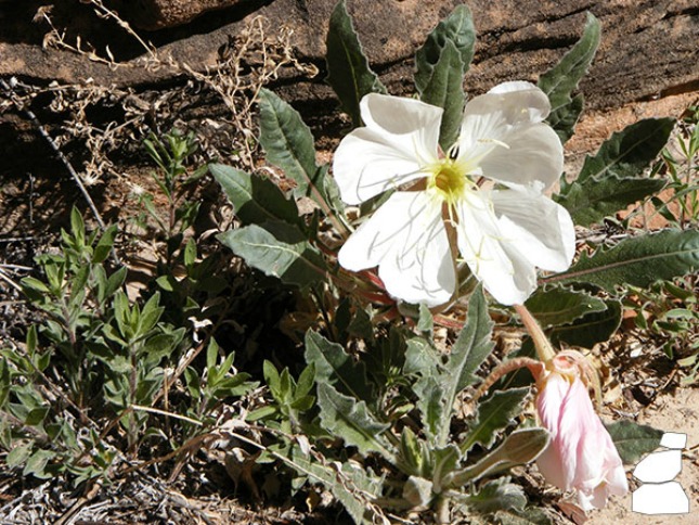 Pretty little flower in Utah