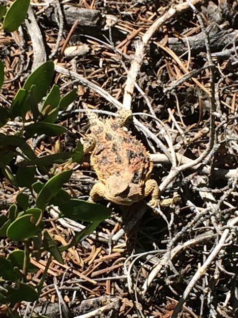 Horny Toad in Bryce Canyon