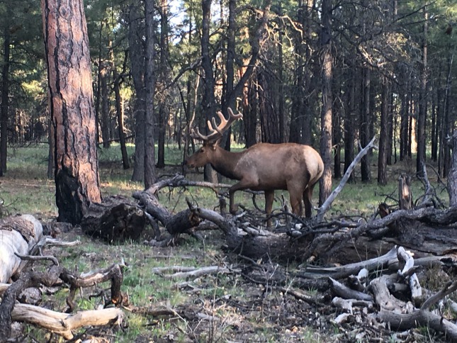 Bull Elk