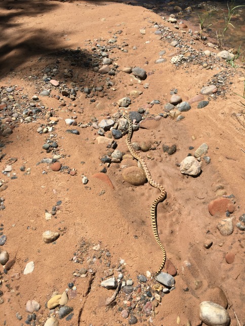 Gopher Snake