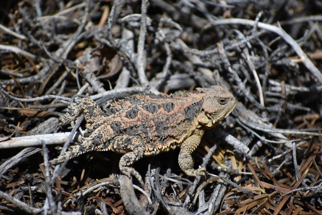 Horny Toad