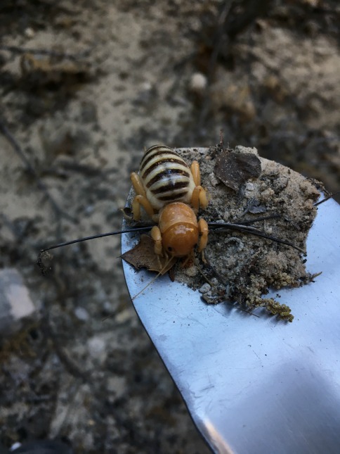 Jerusalem Cricket