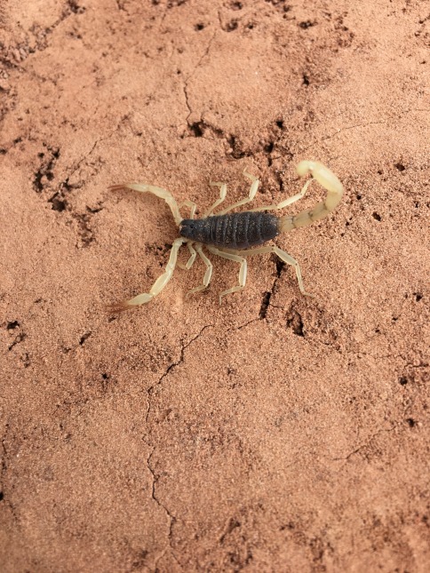 Scorpion