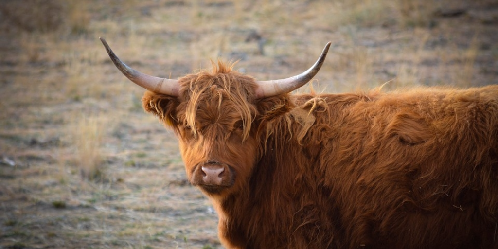 Yak