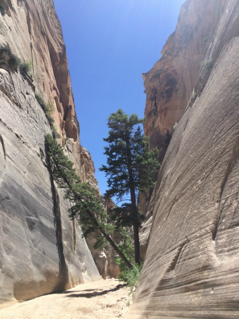 Pine Tree in Bull Valley Gorge