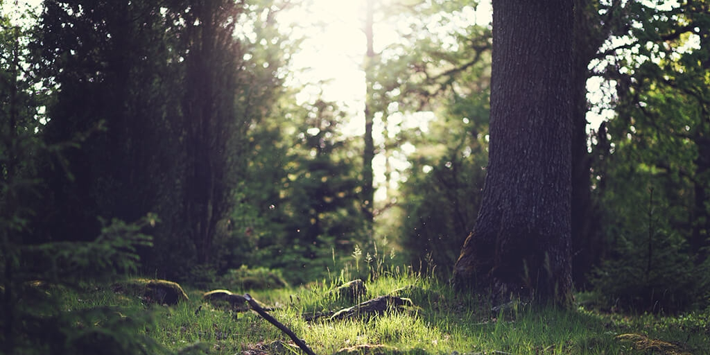 trees on a hill