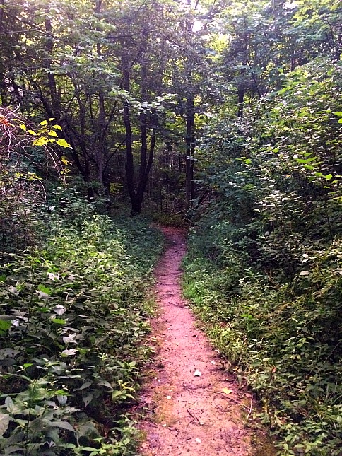 trail going off into woods