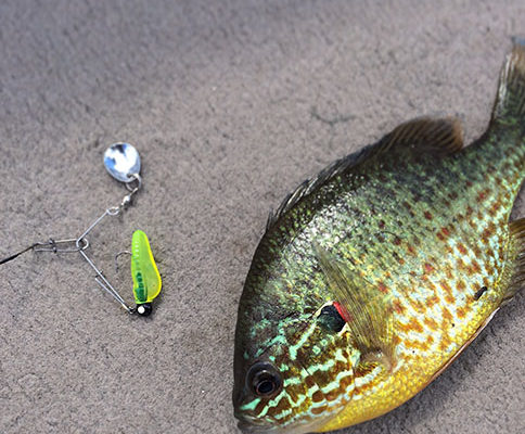 Panfish and Bait