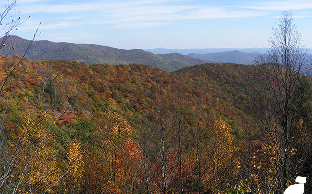 Color on the Trees