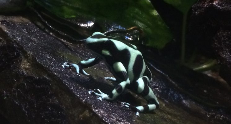 Dart Frog