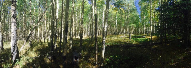 Aspen Forest