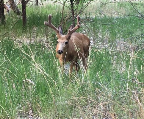 Mule Deer Buck