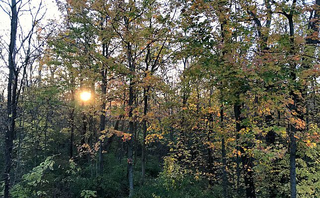 Sun Shining Through Trees